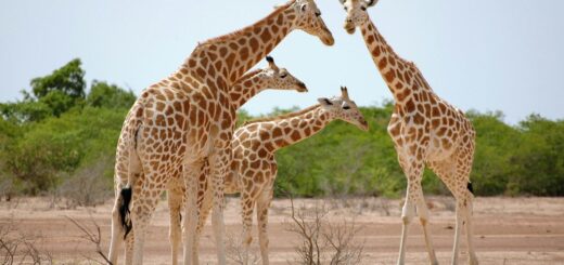 How to Stay Safe in Niger