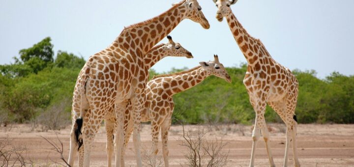 How to Stay Safe in Niger