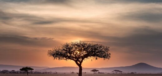 How to Stay Safe in Tanzania How to Stay Safe in Tanzania