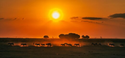 How to Stay Safe in Kenya How to Stay Safe in Kenya