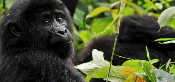 Do I need a visa for UGANDA?